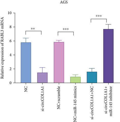 RABL3 Is The Target Of MiR 145 And Regulated By CircCOL1A1 A