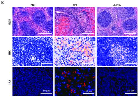 Comparison Of The Pathogenicity Of Sftsv Delnss Egfp And Sftsv Wt In