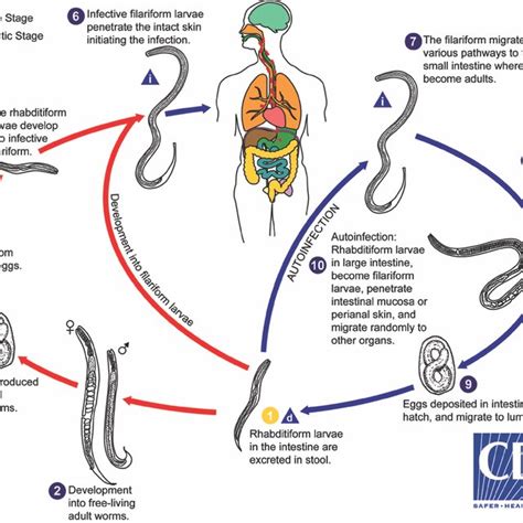 The Life Stages Of Strongyloides Stercoralis A Parasitic Female With Download Scientific