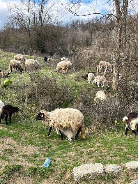 Turma De Oi Si Capre Plopsoru OLX Ro