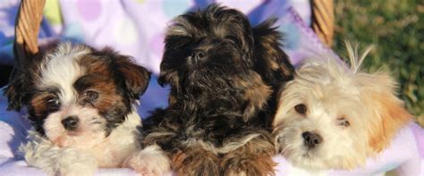 Havanese Puppy Training Resources | Angie's Havanese