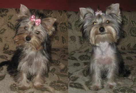 Yorkie Haircuts For Males And Females 60 Pictures Yorkielife