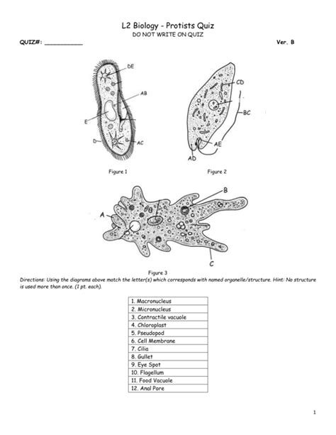 Protist Worksheet Coloring Pages