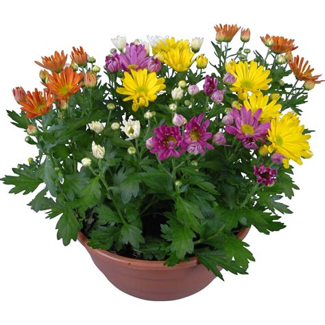 Chrysanthemen Mix in Schale Topf Ø ca 23 cm Chrysanthemum kaufen bei OBI