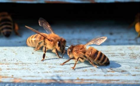 Conoce Todo Sobre Las Abejas Miel Sierraflor Sierra Flor