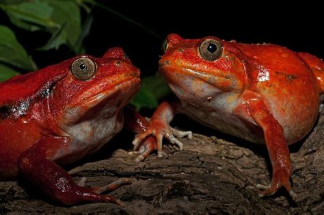 Tomato Frogs Dyscophus Antongilii Frog Tomato Animals