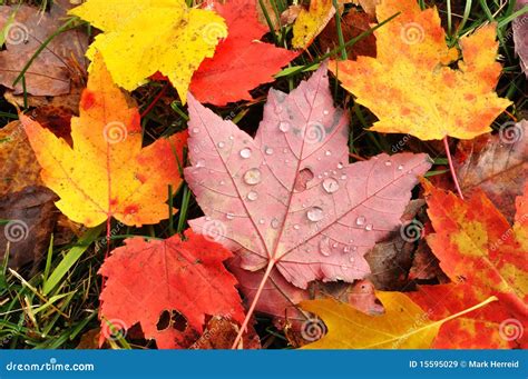 Close Up Of A Colorful Maple Leaves Stock Image Image Of Autumnal