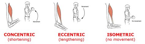 Concentric Eccentric Isometric Tempo What Does It All Mean