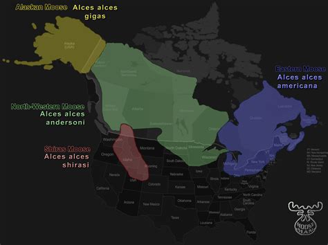 Moosemande Gallery Moose Habitat And Subspecies