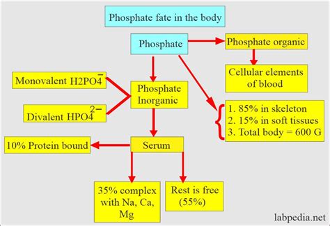 Inorganic Phosphate