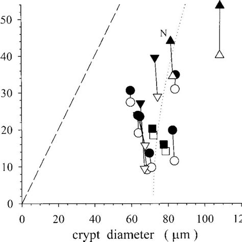 Crypt Dimensions Lumen And Crypt Diameters Of Individual Crypts Are