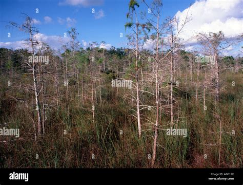 Cipreses estancados fotografías e imágenes de alta resolución Alamy