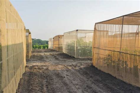 Meet the Scientists Hunting and Saving Wild Sunflower Seeds - Modern Farmer