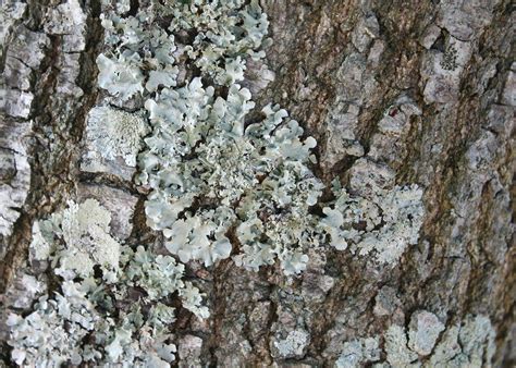 Winter reveals lichen growth on plants | Mississippi State University Extension Service