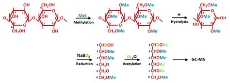 3 -Summary of glycosyl linkage analysis based on methylation ...