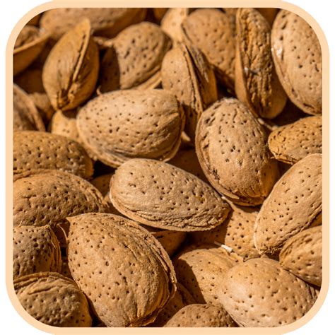 Almonds In Shell Nuts Buy Almonds In Shell Online At