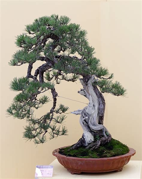 Jack Pine Bonsai Seedling