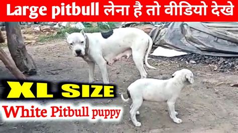 Xl Pitbull Puppy In Affordable Price White Pitbull Puppy Youtube