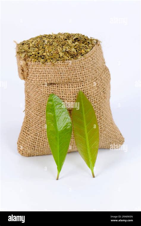 Mate Dried Ilex Paraguariensis Cut Out Object Stock Photo Alamy