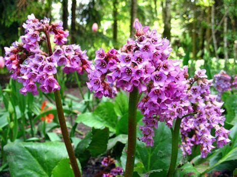 Бадан толстолистный - лечебные свойства и противопоказания, применение ...