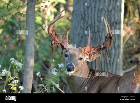 A Whitetail Deer Buck Shedding Velvet From His Antlers In Late Summer