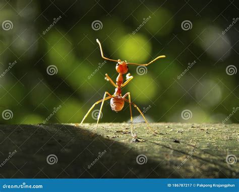 Small Ant Standing On The Tree Stock Image Image Of Insect Bokeh