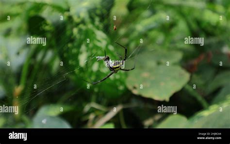 Argiope Aetherea Hi Res Stock Photography And Images Alamy