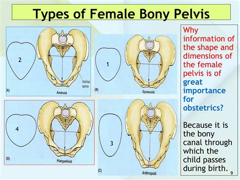 PPT - ANATOMY OF THE PELVIS PowerPoint Presentation, free download - ID