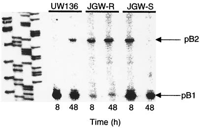 S1 Nuclease Mapping Analysis Of PhbB Transcription In Strains UW136