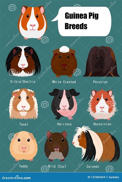 Collection of Breeds of Guinea Pig with Breeds Name Stock Vector ...