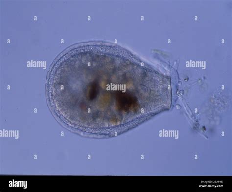 Amoeba Hi Res Stock Photography And Images Alamy