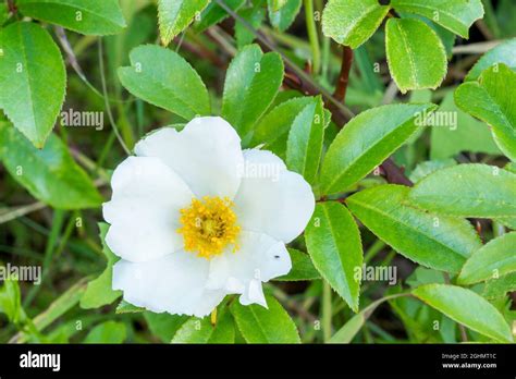 Rosa Laevigata Banque De Photographies Et Dimages à Haute Résolution