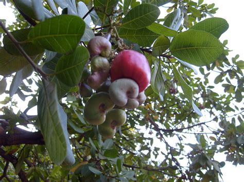 arbol de marañon. | Flickr - Photo Sharing!