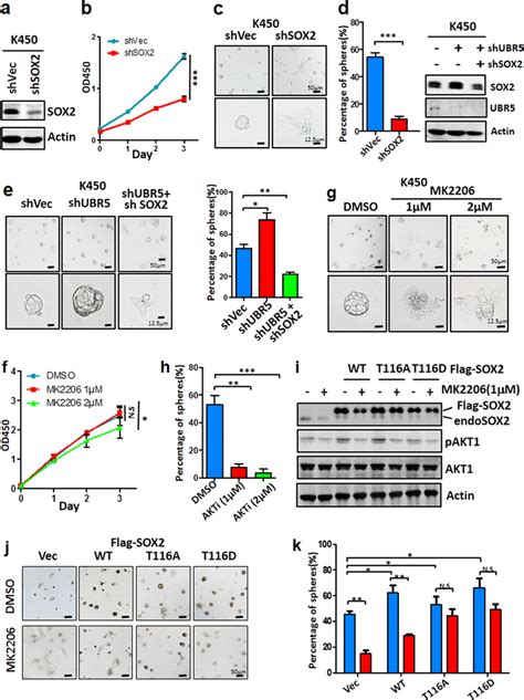 Targeting Akt For Blocking Sox2 Dependent Cancer Stem Cell Function