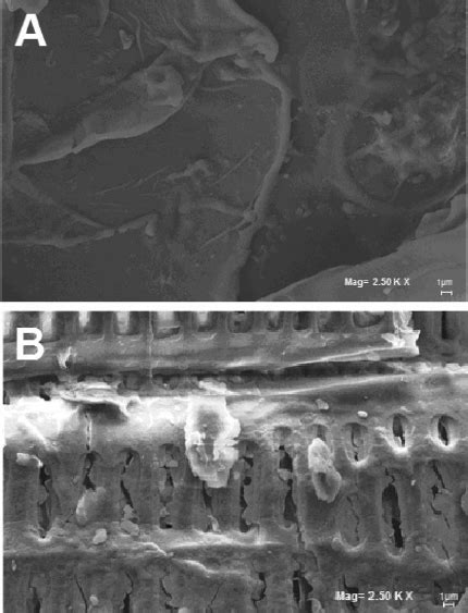 Field Emission Scanning Electron Microscope Fesem Image Of Coir Pith