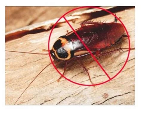 Cockroach Control Services At Best Price In Mumbai Id 21160822873