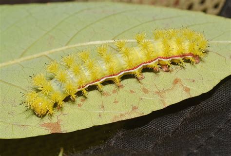 Florida Caterpillars Including Hairy And Fuzzy With Pictures Identification Guide Golden