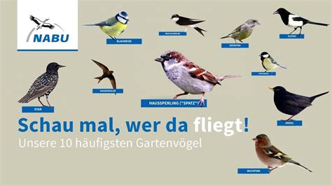 Top 10 Gartenvögel erkennen werkzeugforum de