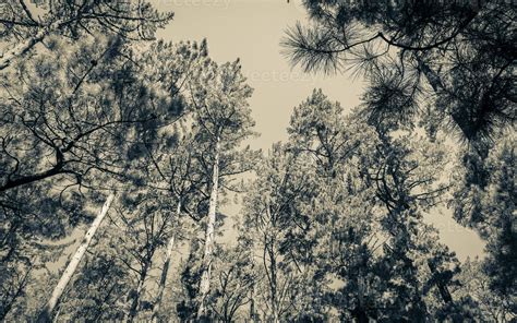 Treetops Tree Trunks Seen From Below Table Mountain National Parks