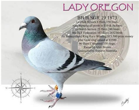 Anpario Sponsored Racing Pigeon Lady Oregon Becomes 2020 Champion Of