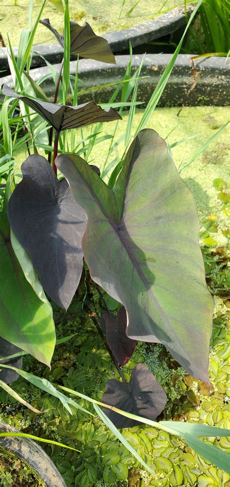 Colocasia Esculenta Burgundy Stem ou oreille d éléphant ou Taro Chou