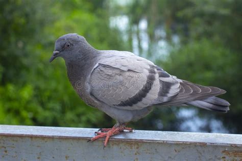 The Rock Dove Rock Pigeon Or Common Pigeon Stock Image Image Of