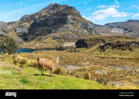 Llama (Lama glama) in Andes mountains landscape, Cajas national park ...