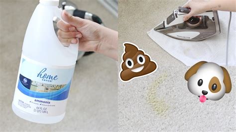 What The Best Way To Get Pet Stains Out Of Carpet At Donna Borrego Blog