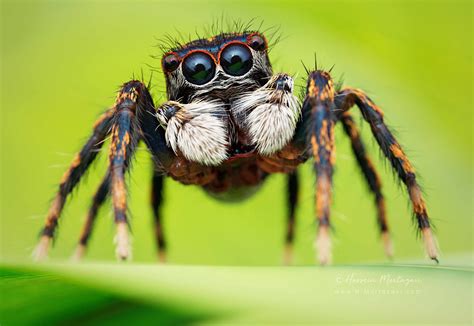 Jumping Spider - ZBrushCentral