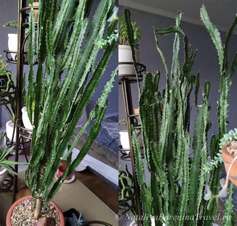 Молочай трехгранный (Euphorbia trigona)