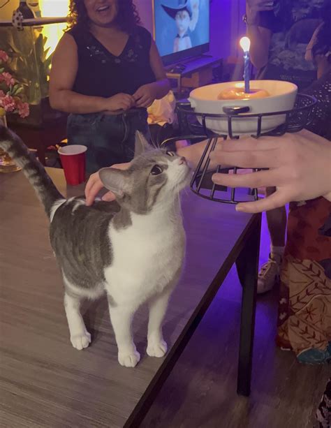 I Threw My Cat His 1 Year “gotcha Day” Party R Tabbycats