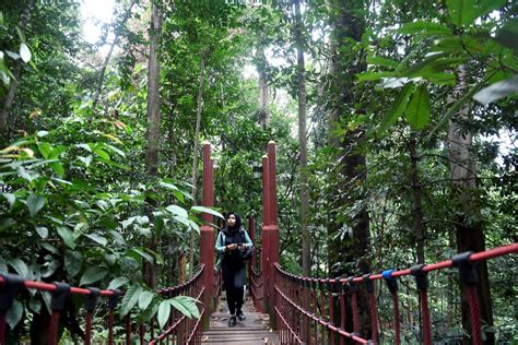 Jambatan Gantung Kl Taman Eco Rimba Hutan Simpan Bukit Nanas Kuala