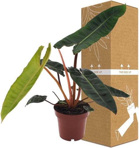 Groene Plant Philodendron Philodendron Hoogte 25 Cm Van