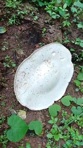 Chronicles Of A Giant Of Goa S Milk Mushroom A Novel Species Calocybe